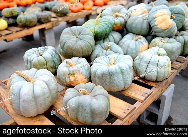 Fresh healthy bio green pumpkins on farmer agricultural market at autumn. Pumpkin is traditional vegetable used on American holidays - Halloween and...