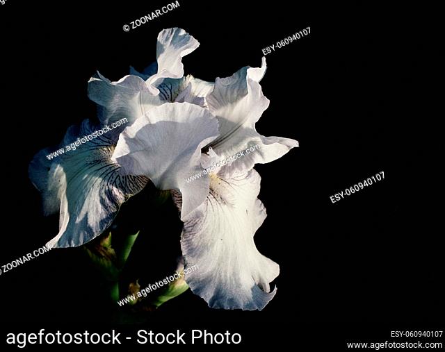 White bearded iris against dark background funereal deathly sad image with copy space. High quality photo