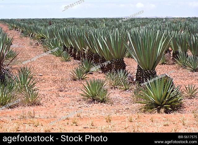 Sisal (Agave Sisalana) is an sisal that yields a stiff fibre traditionally used to make twine and rope, Madagascar, Africa