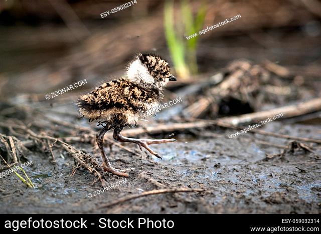 Little lapwing chick hiding in the grass