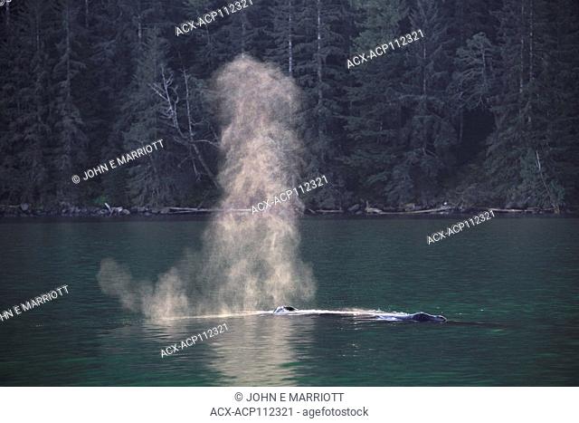 Humpback whale, Megaptera novaeangliae, British Columbia coast, Canada
