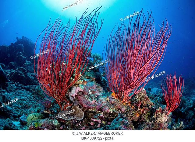 Red Sea Whip (Ellisella ceratophyta), Palau