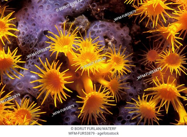 Yellow Cluster Anemone, Parazoanthus axinellae, Vis, Dalmatia, Adriatic Sea, Croatia