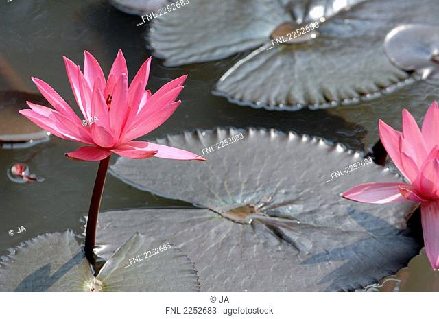 Close-up of water lilies blooming in pond, Hanoi, Vietnam