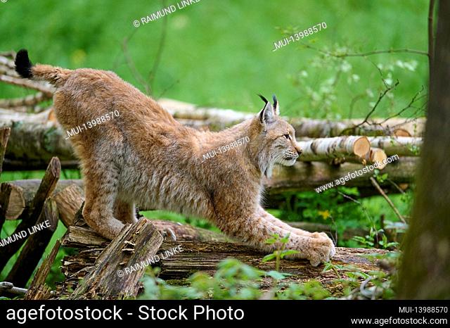European Lynx, Lynx lynx