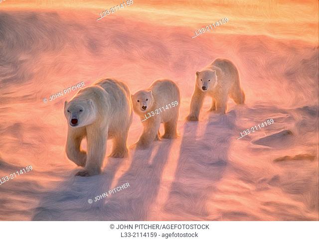 Polar bears on tundra in Arctic sunset