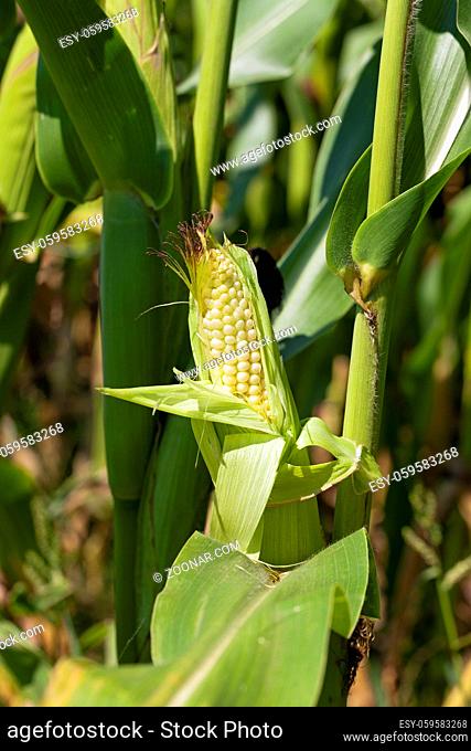 photographed by a close up ears of green corn