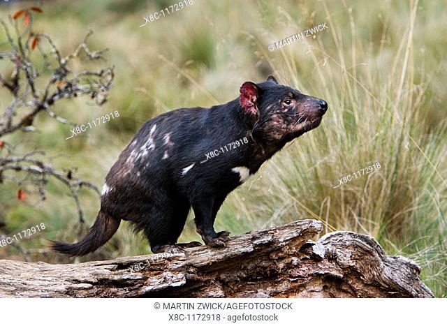 The Tasmanian Devil Sarcophilus harrisii is the largest of the Dasyuridae, strictly protected and endangered  They are primarily nocturnal and opportunists...