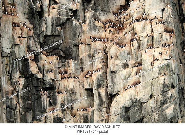 Thick-billed Murres, Brunnich's Guillemots, nesting on a steep cliff site, near Svalbard in Norway