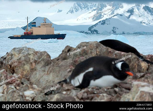 icebreaker sailing on the scored ice Antarctic Strait near the penguin colony spring day
