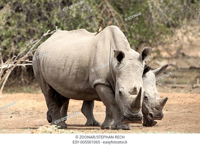 White Rhino (Ceratotherium simum)