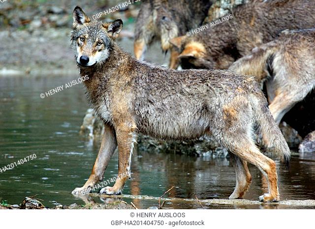 European gray wolf, Canis lupus, Young