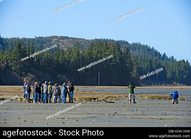 Students observe researchers conducting an annual migrating shorebird study using Western sandpipers (Calidris mauri) caught in nets during spring migration