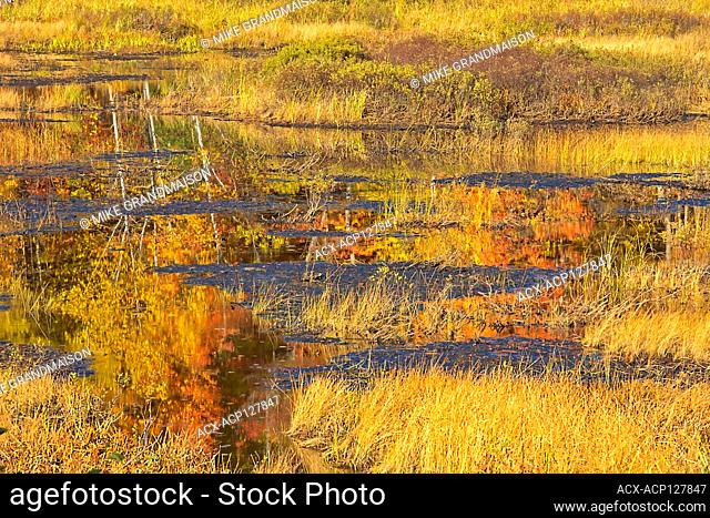 Autumn surrounding wetland Dorset Ontario Canada