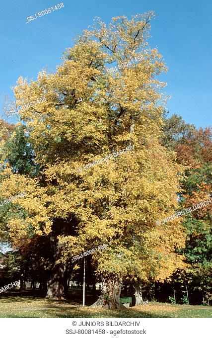 DEU, 2004: Elm (Ulmus spec.) in autumn