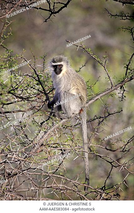 Vervet Monkey, Grivet Monkey, Cercopithecus aethiops, Mountain Zebra National Park, South Africa, adult sitting on tree