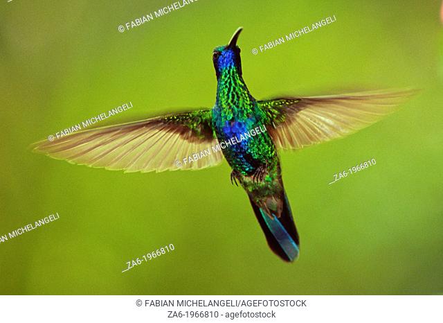 Sparkling violetear (Colibri coruscans)in flight with open wings in the cloud forest, Venezuela