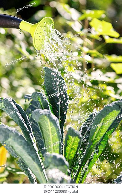 Watering of Cabbage (Brassica Oleracea var. Sabellica) in garden