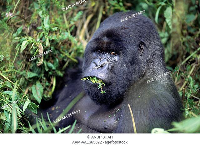 Silverback Mountain Gorilla eating vegetation (Gorilla gorilla beringei) Parc National des Volcans National Park, Rwanda
