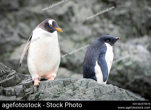 Gentoo penguin (Pygoscelis papua) on Half Moon Island in the South Shetland Islands off Antarctica