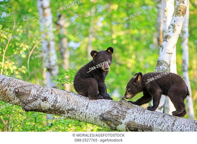 United States, Minnesota, Black bearUrsus americanus, youngs in a tree