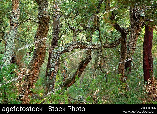 Cork oak forest in the Mosquera ravine. Sierra Espadán natural park. Castellón