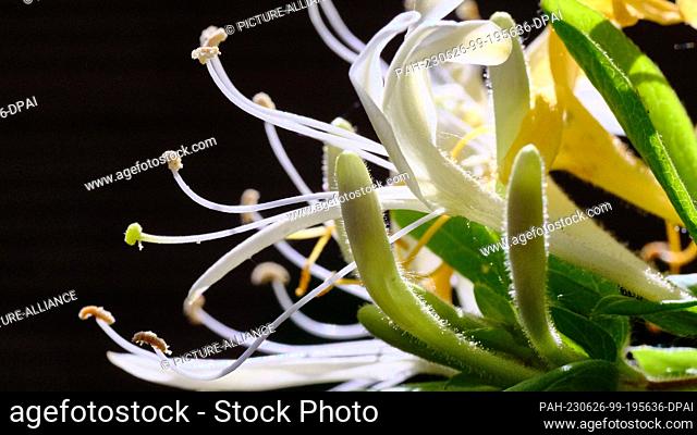 15 June 2023, Lower Saxony, Brunswick: Garden honeysuckle (Lonicera caprifolium), also called jelängerjelieber, blooms in a garden