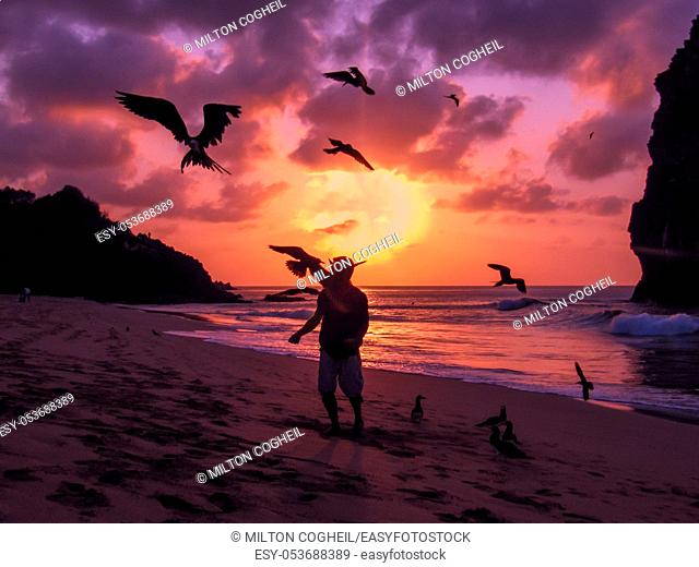 Flying Frigate birds being fed by hand on a beach on the island of Fernando de Noronha, Brazil