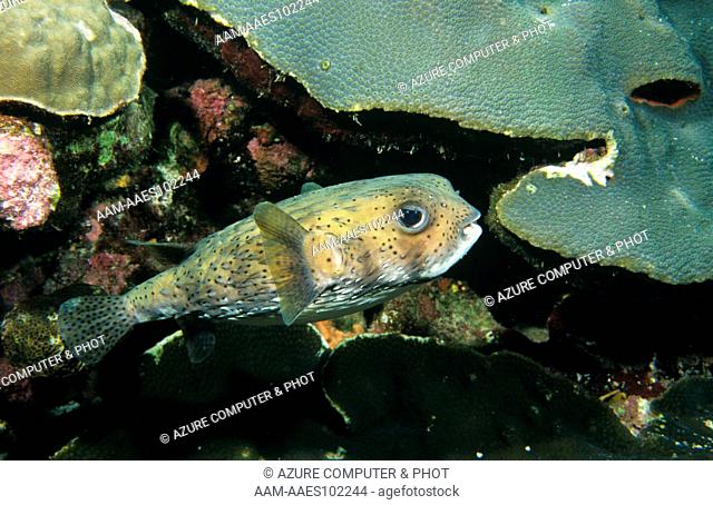 Spot-fin Porcupinefish (Diodon hystrix) West Bank FGBNMS, Texas