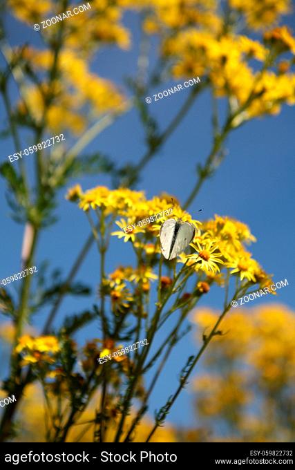 Kohlweißling auf Saat-Wucherblumen von blauem Himmel