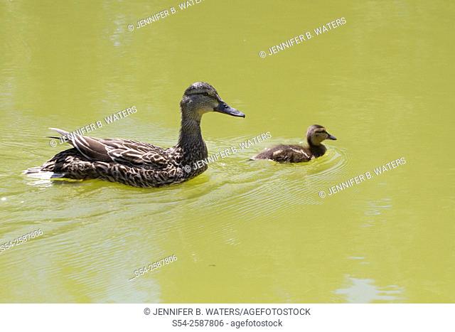 A female mallard and her duckling swimming
