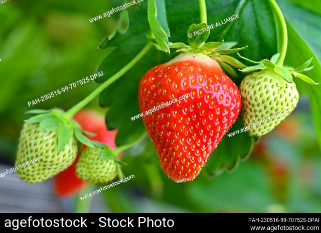 16 May 2023, Brandenburg, Pillgram: In a greenhouse from the Patke Winery, a ripe strawberry can be seen next to fruit that is still green