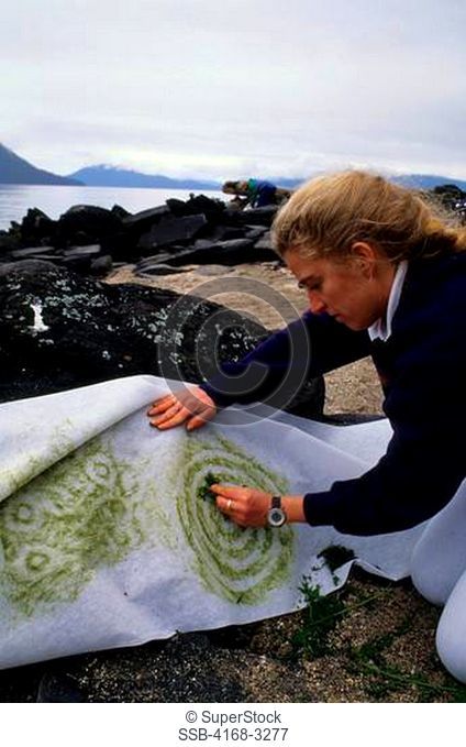 Usa, Alaska, Inside Passage, Wrangell Island, Petroglyph Beach, Tourist Taking Rubbing Of Petroglyph