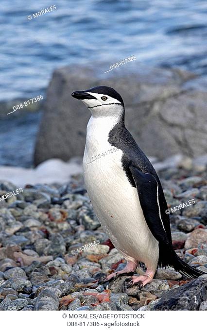 Chinstrap Penguin (Pygoscelis antarcticus). Ronge Island, Antarctica