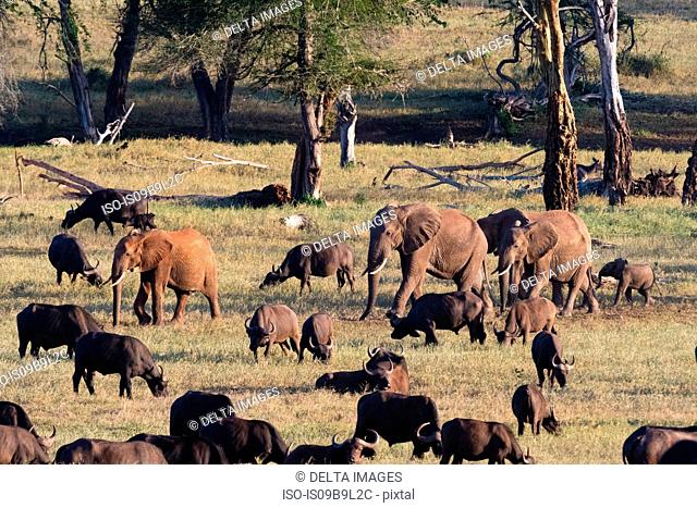 Herd of African elephants (Loxodonta africana), walking on a plain to reach waterhole, Tsavo, Kenya, Africa