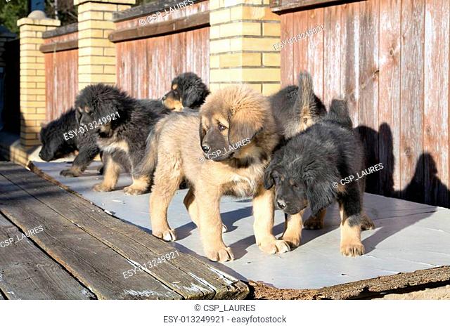 Puppies breed Tibetan Mastiff