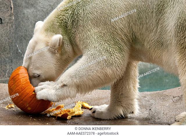 Polar Bear with pumpkin, Ursus maritimus, Brookfield Zoo, Illinois, USA, October 2009