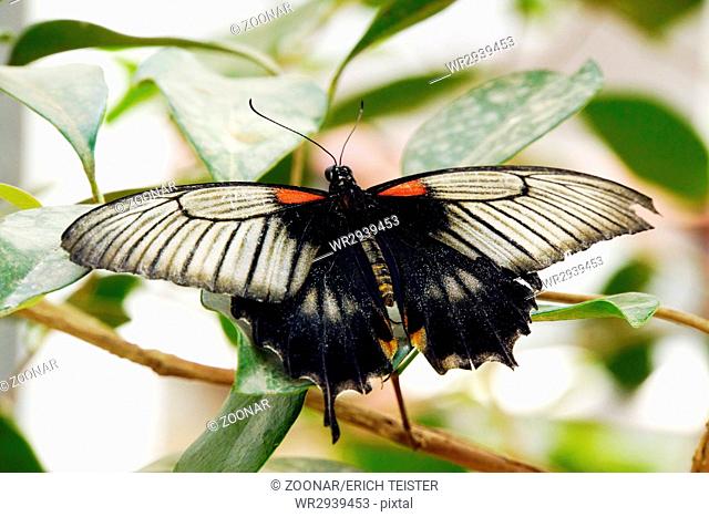 female Papilio lowi