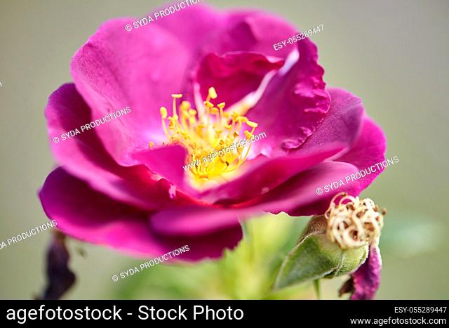 beautiful rosehip or dog rose flower at garden