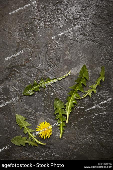 Dandelion, leaves and flower on slate