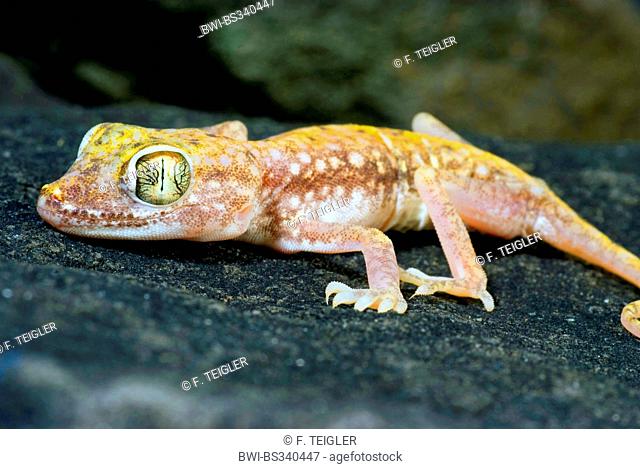 Petrie's Gecko (Stenodactylus petri, Stenodactylus petrii), on a stone