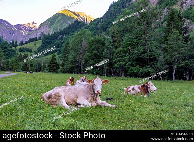 Alpine cows on the long-distance hiking trail E5, ascent to Kemptner Hut, Spielmannsau, Oberstdorf, Bavaria, Germany