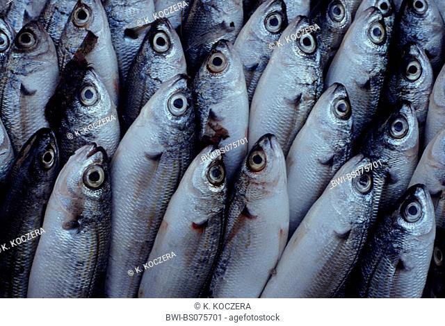 herrings (shads, sprats, sardines, pilchards and menhadens) (Clupeidae), freshly caught herrings, New Zealand