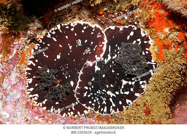 Unidentified nudibranchs (Platydoris sp.), mating, Ponta de Sao Vicente, Isabella Island, Albemarle, Galapagos Islands, a UNESCO World Natural Heritage Site