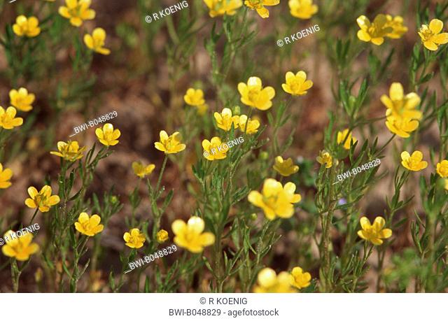 field buttercup, corn buttercup Ranunculus arvensis, blooming, Germany