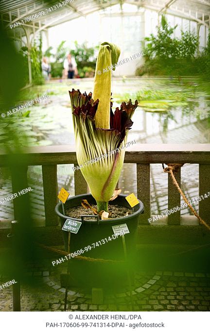 A titan arum (Amorphophallus titanum) blossoms in the Botanical Garden in Munich, Germany, 06 June 2017. The largest bloom in the world blossoms only for 2 day...