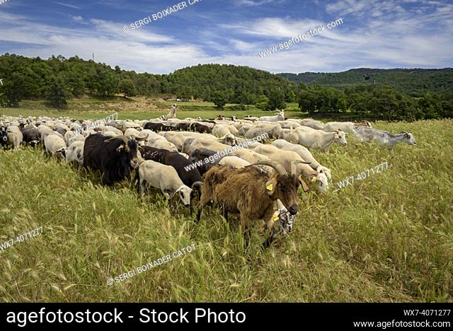 A shepherd with his sheep during the transhumance between inland Catalonia and the Pyrenees. Meadows near Olost (Lluçanès, Osona, Barcelona, Catalonia, Spain)