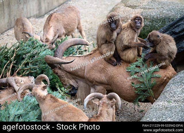 29 December 2021, Baden-Wuerttemberg, Stuttgart: Maned jumpers and blood-breasted baboons eat a Christmas tree in their enclosure