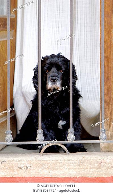 American Cocker Spaniel (Canis lupus f. familiaris), looking melancholy out of a barred window, Mexico