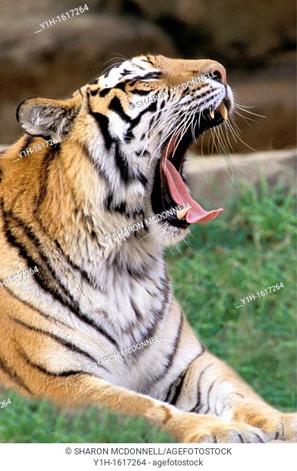 Siberian Tiger (Panthera tigris altaica) yawns widely
